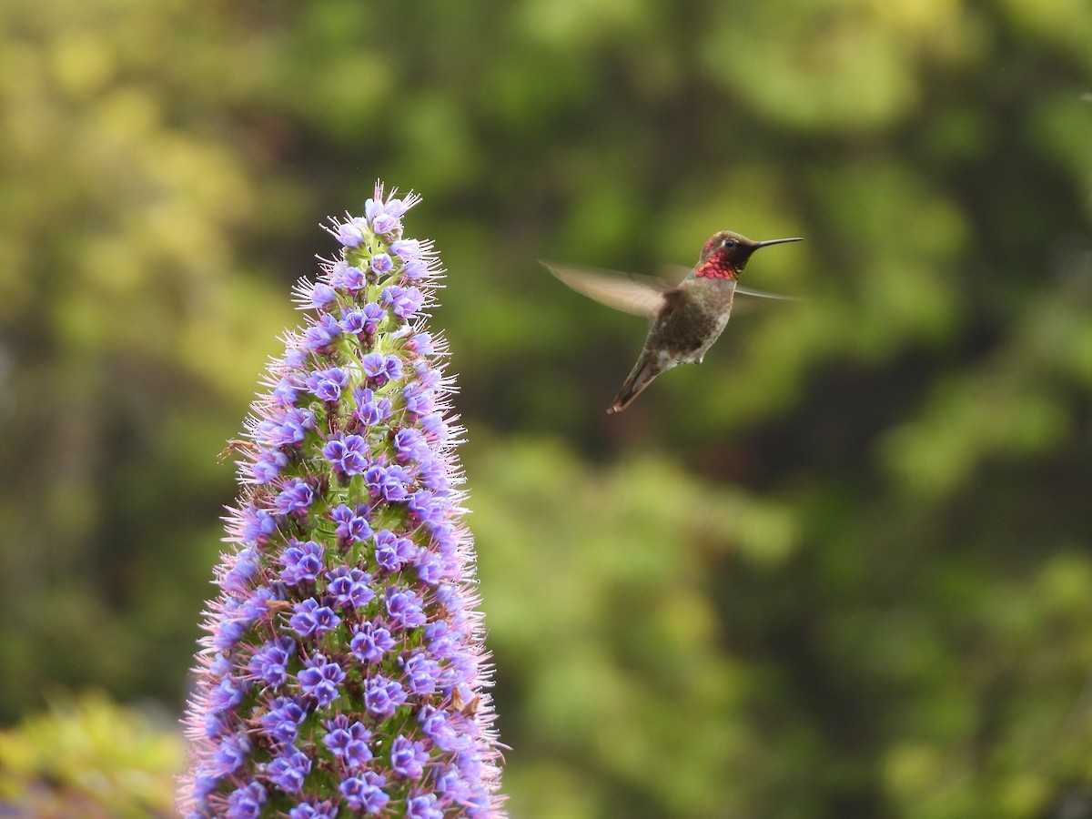 Anna's Hummingbird - ML617838948