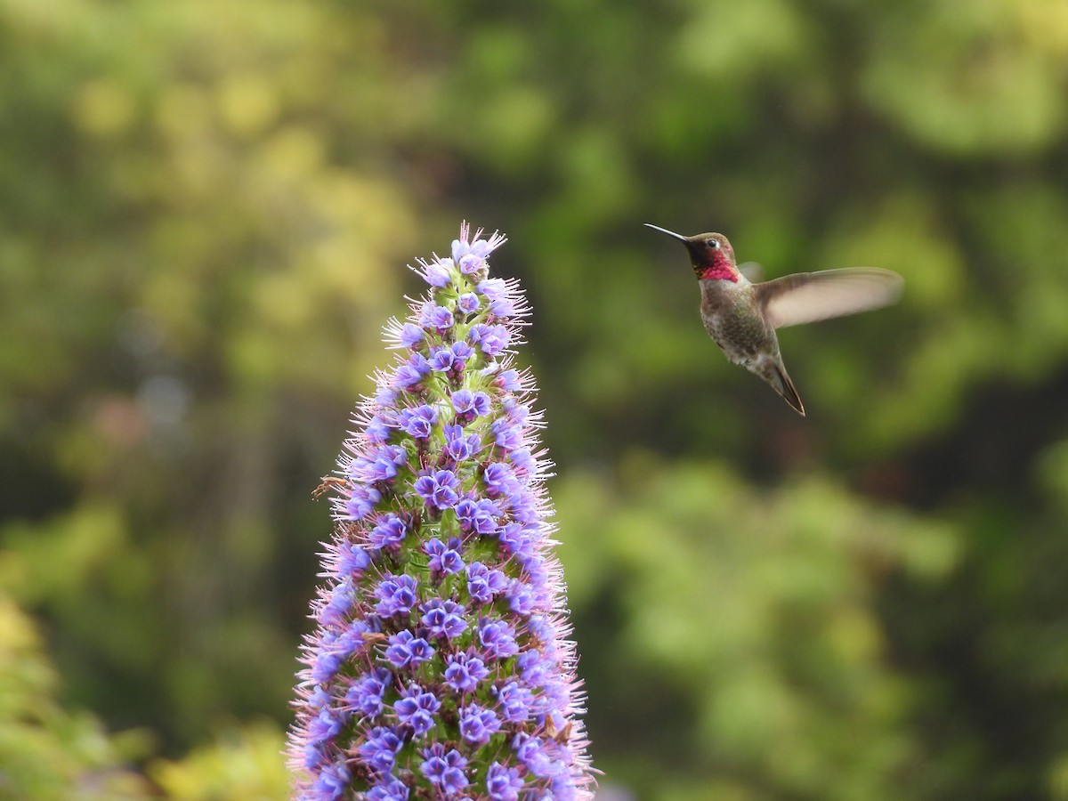 Anna's Hummingbird - Jeanene Daniels