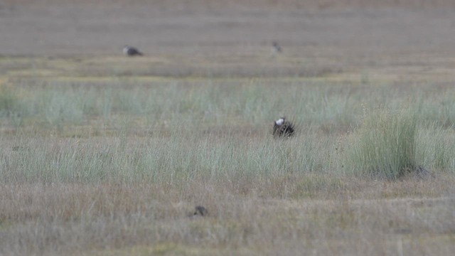 Gallo de las Artemisas Grande - ML617839019