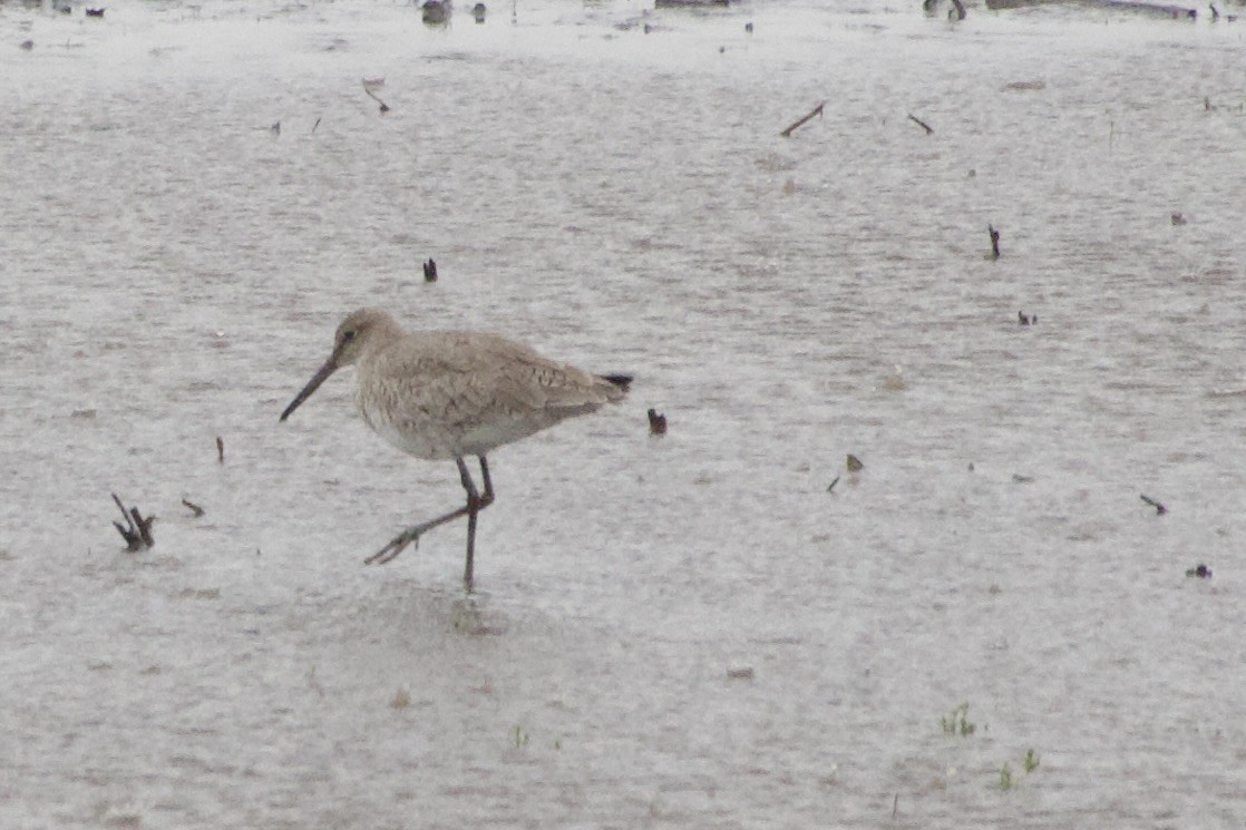 Willet - ML617839078