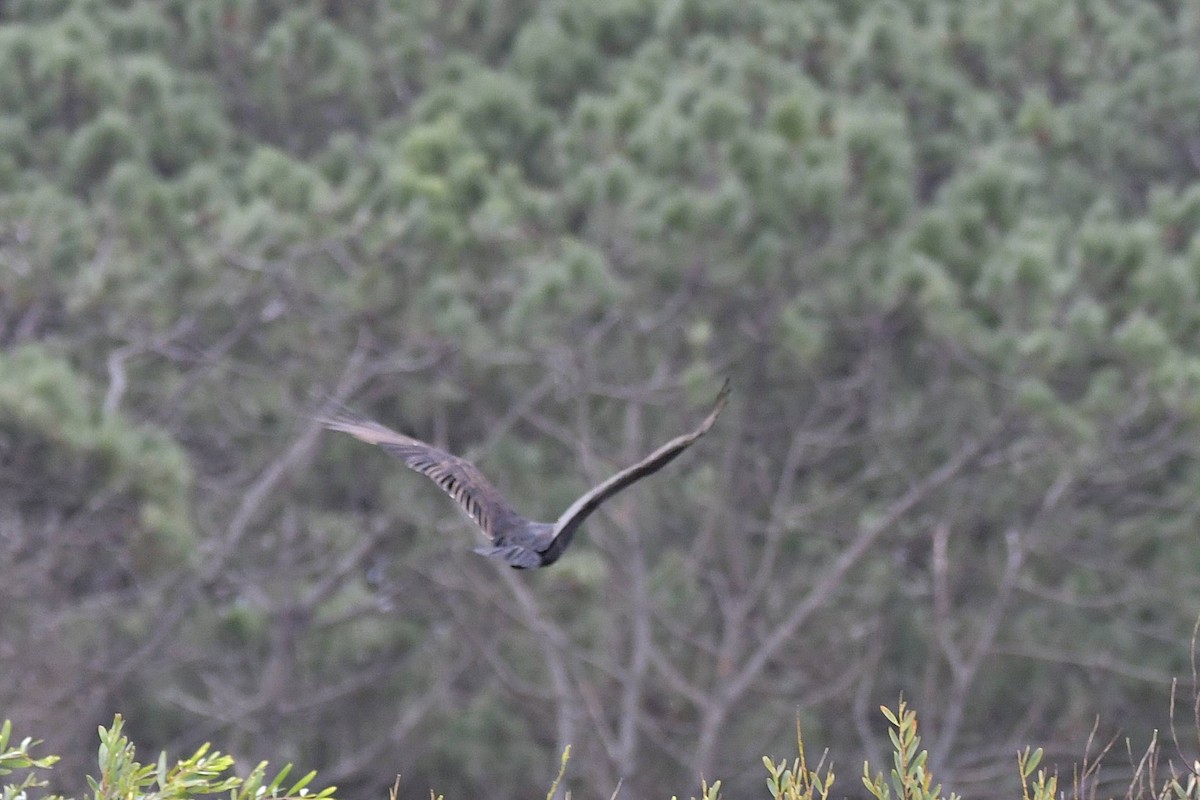 Turkey Vulture - ML617839081