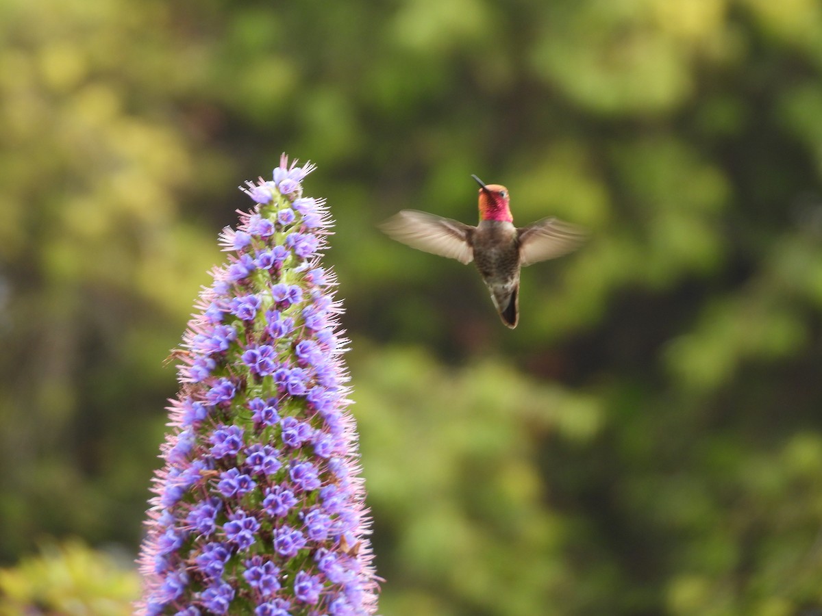 Colibrí de Anna - ML617839092