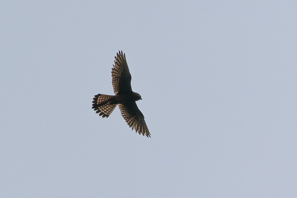 Eurasian Kestrel - ML617839143