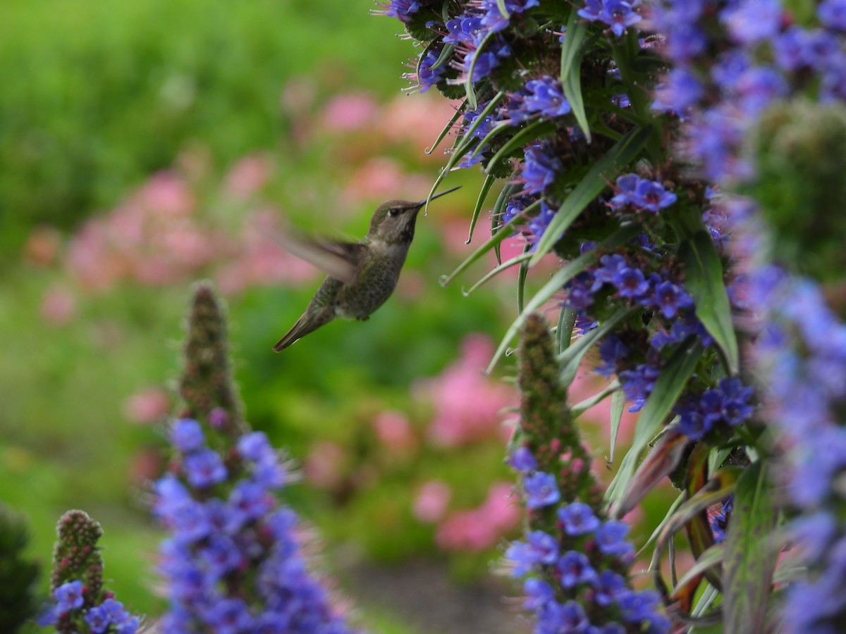 Anna's Hummingbird - ML617839163