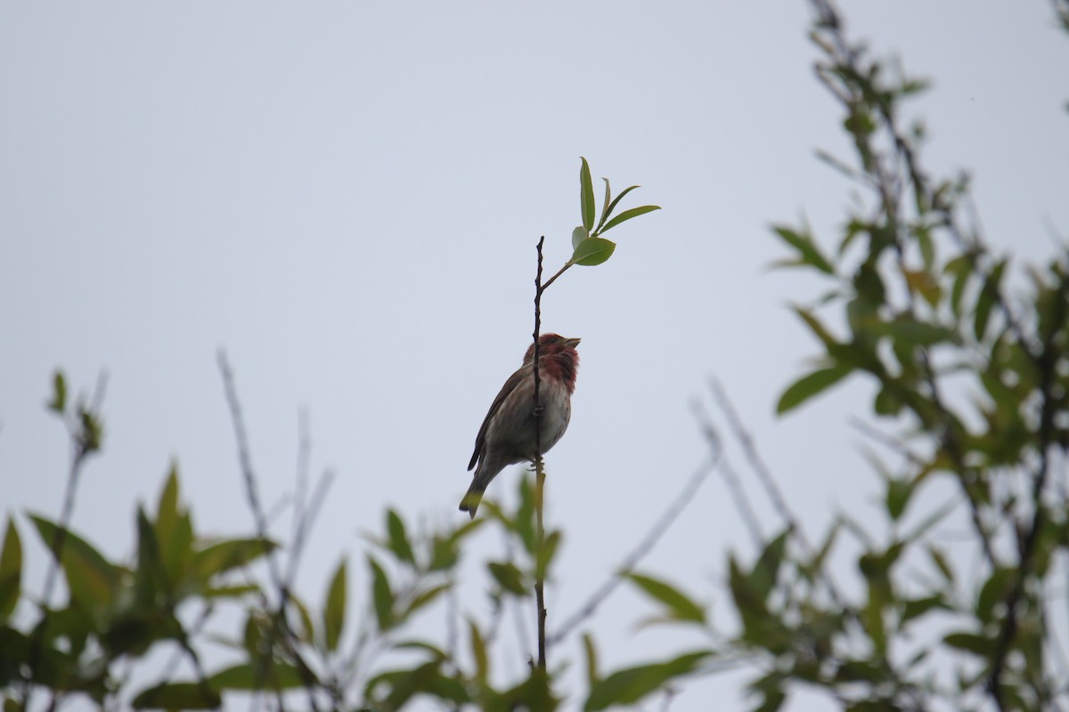 House/Purple Finch - ML617839168