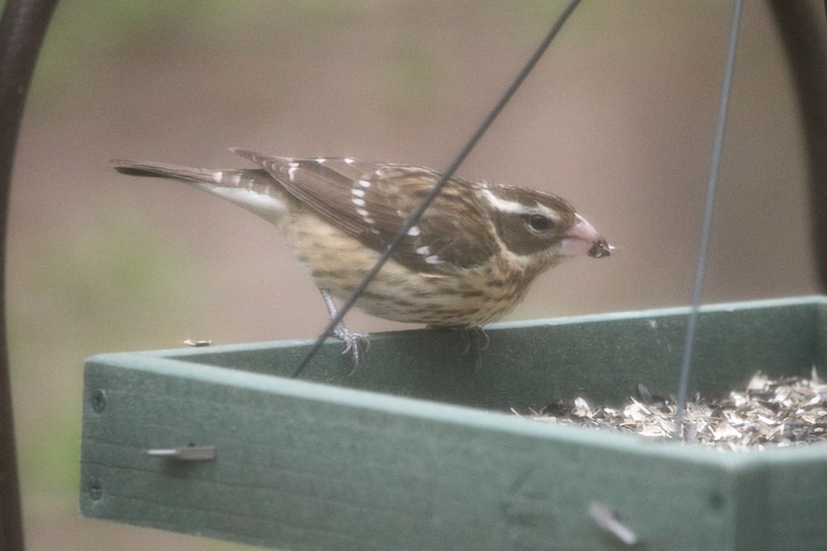 Rose-breasted Grosbeak - ML617839191