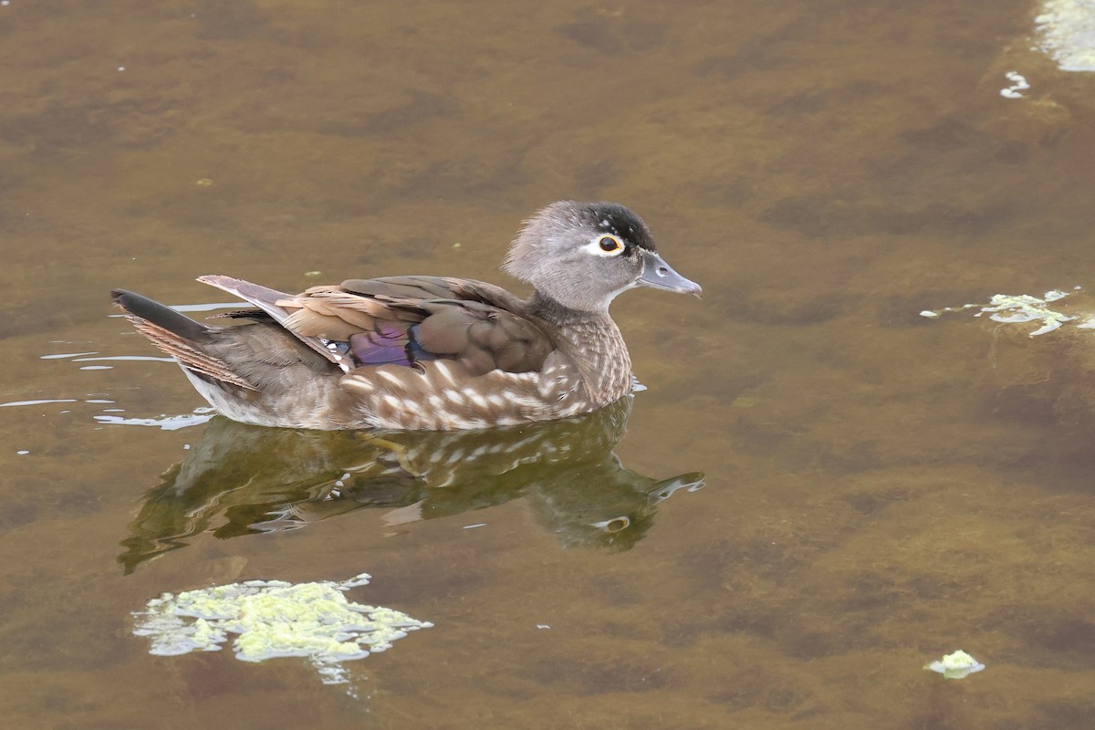 Wood Duck - ML617839192