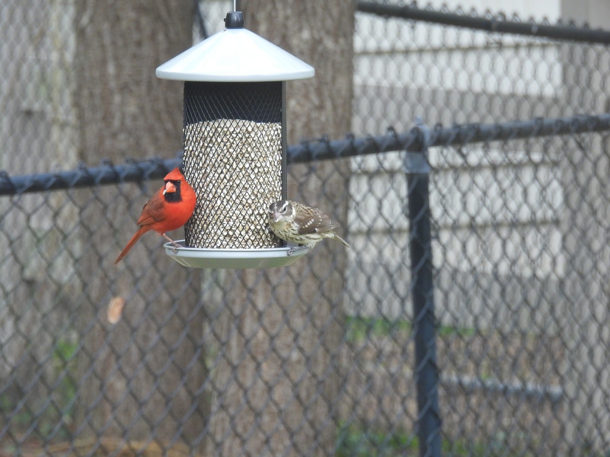 Rose-breasted Grosbeak - ML617839195