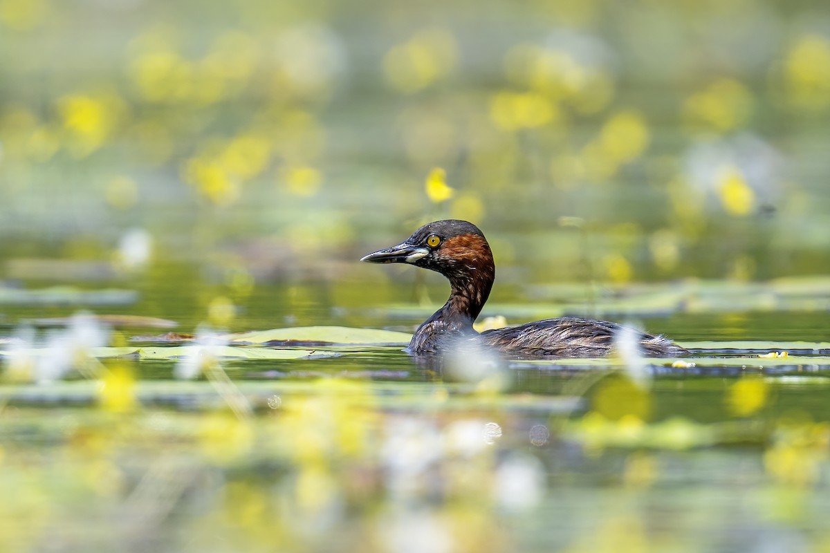 Little Grebe - ML617839227