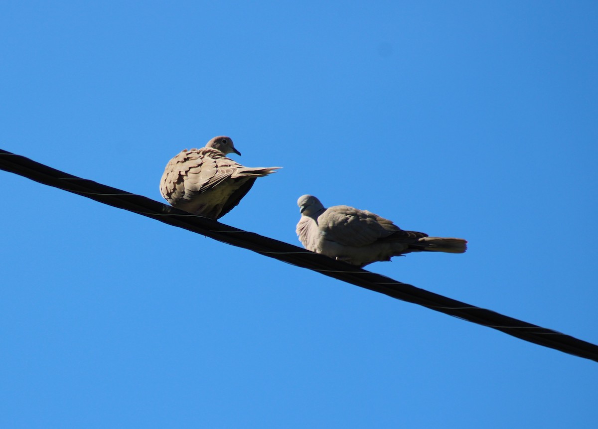 Eurasian Collared-Dove - ML617839263