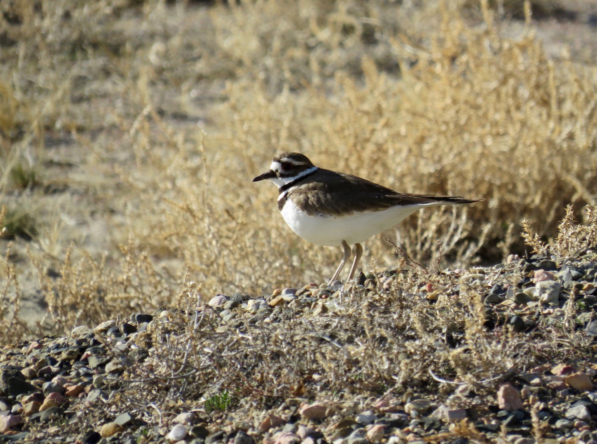 Killdeer - Al Zerbe