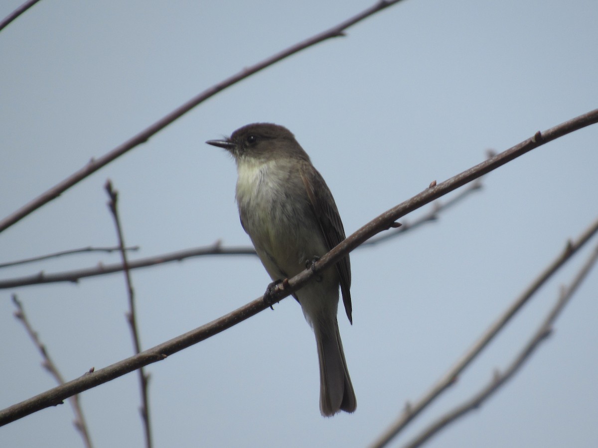 Eastern Phoebe - ML617839282