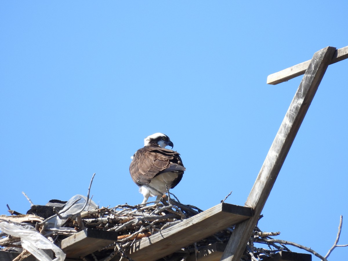 Osprey - Marilyn Weber