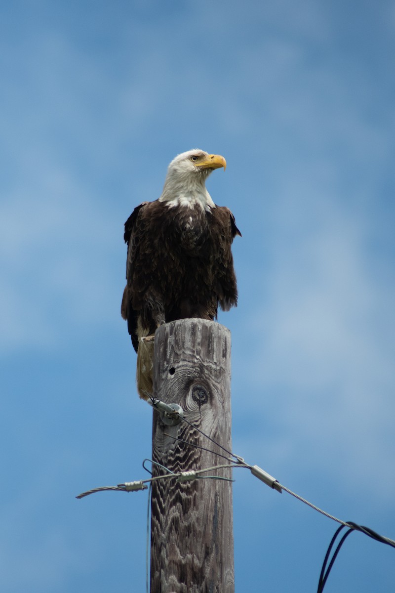 Bald Eagle - ML617839310