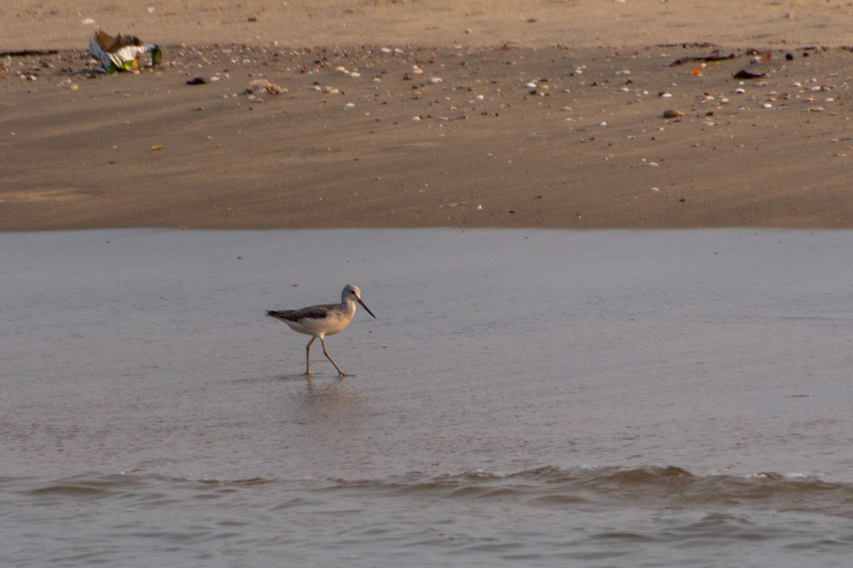 Үхэр хөгчүү - ML617839377