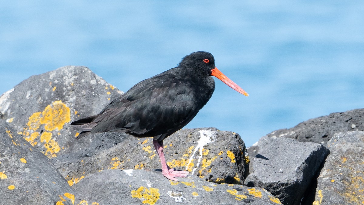 Variable Oystercatcher - Steve McInnis