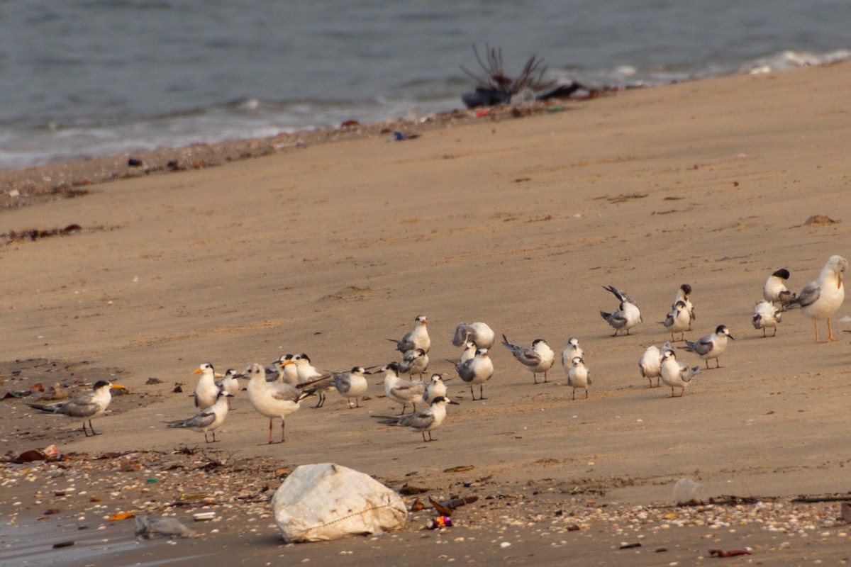 Common Tern - Tarun Menon