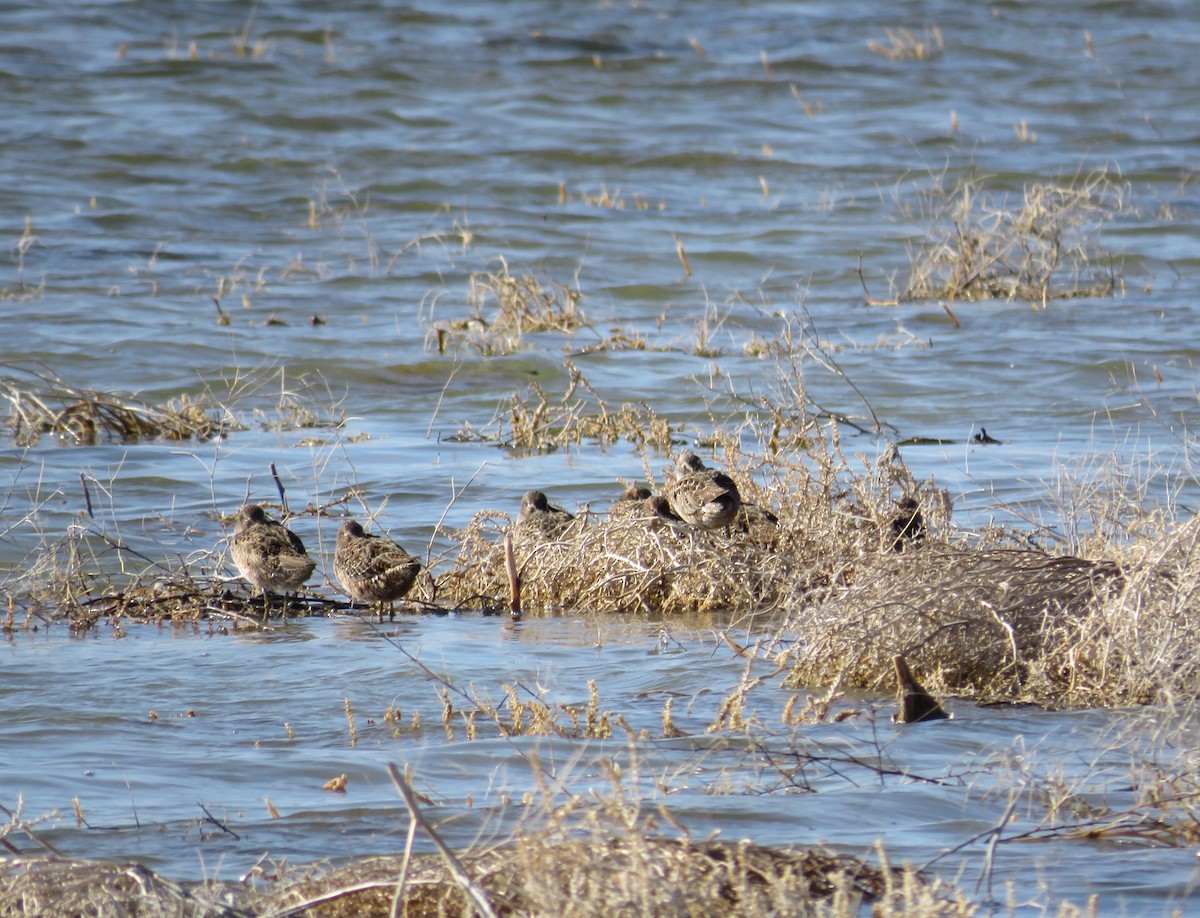 Long-billed Dowitcher - ML617839472