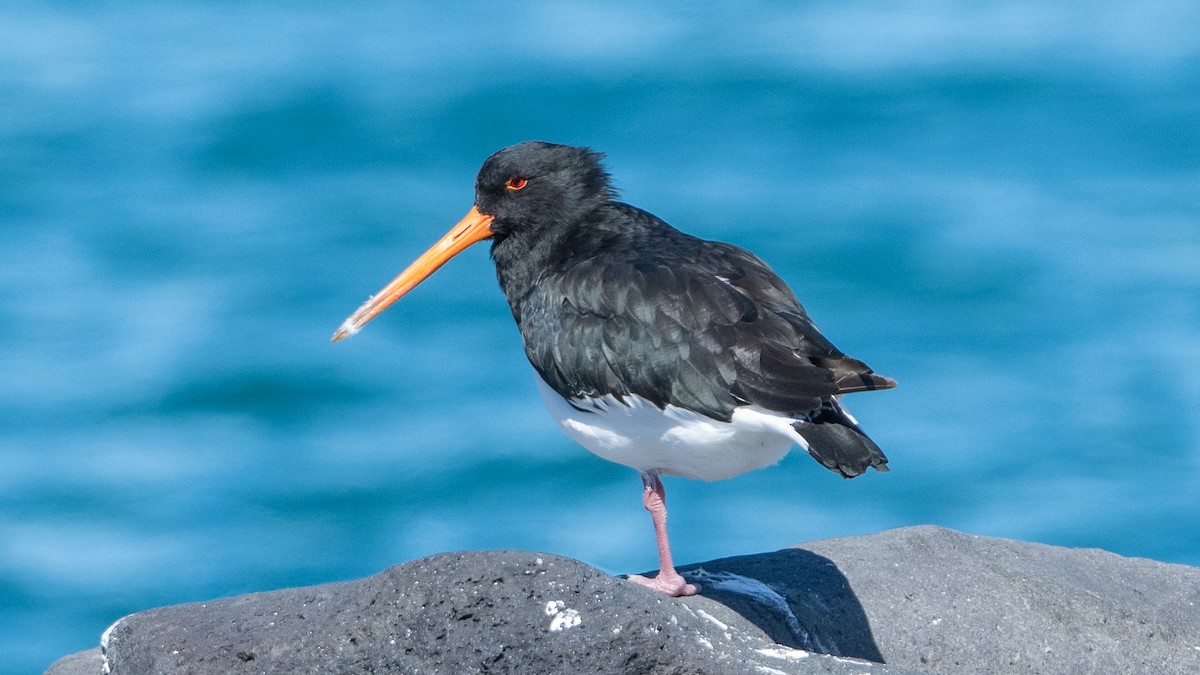 South Island Oystercatcher - ML617839477