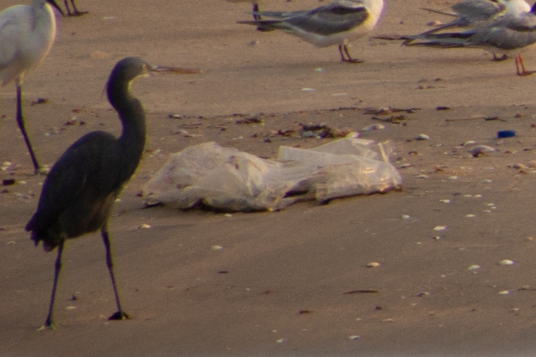 Western Reef-Heron - ML617839490