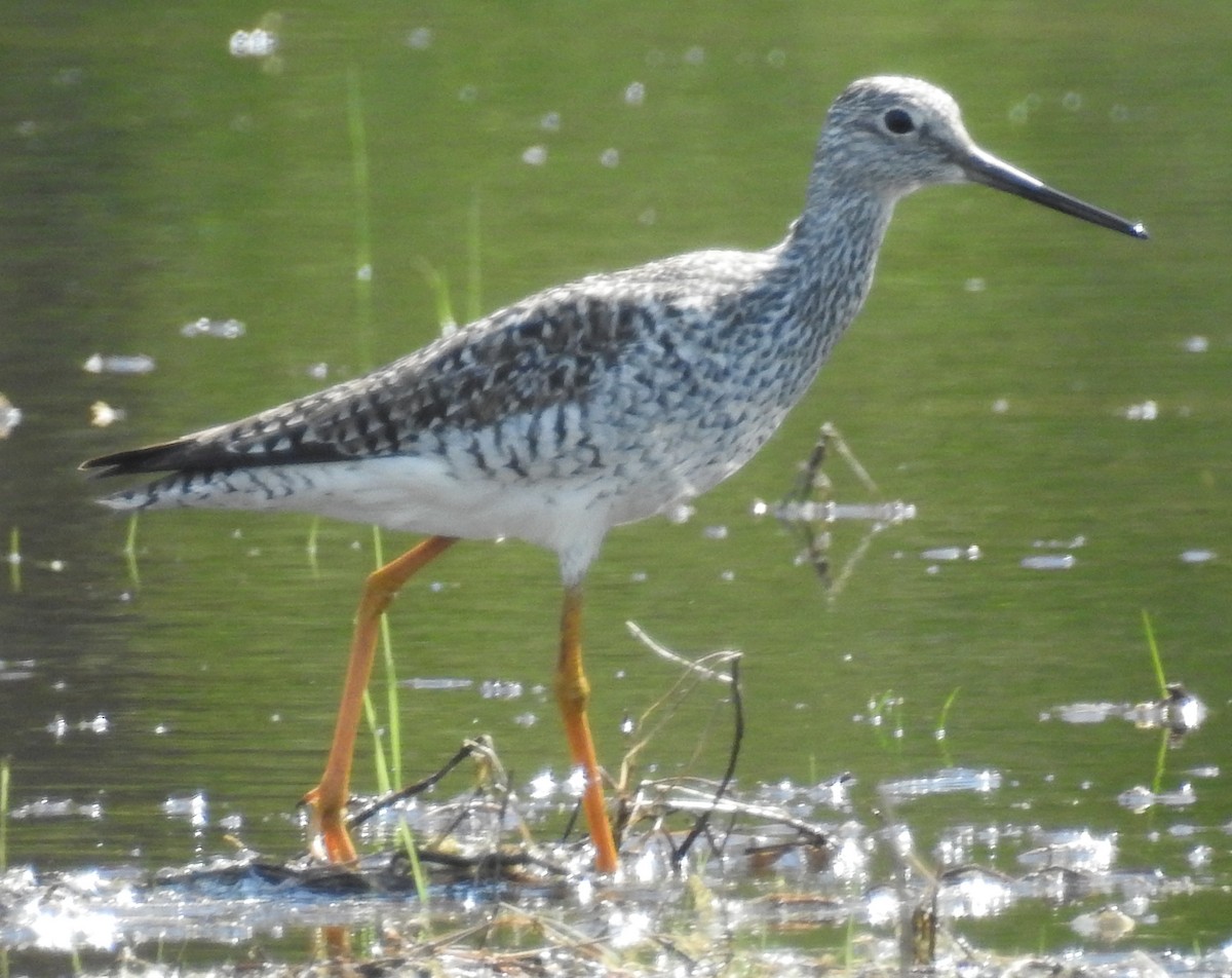 Greater Yellowlegs - ML617839522