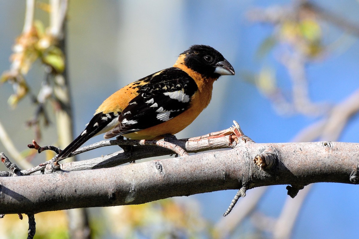 Black-headed Grosbeak - David de Rivera Tønnessen