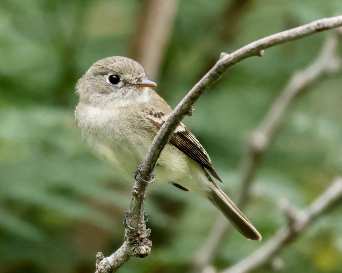 Least Flycatcher - ML617839527