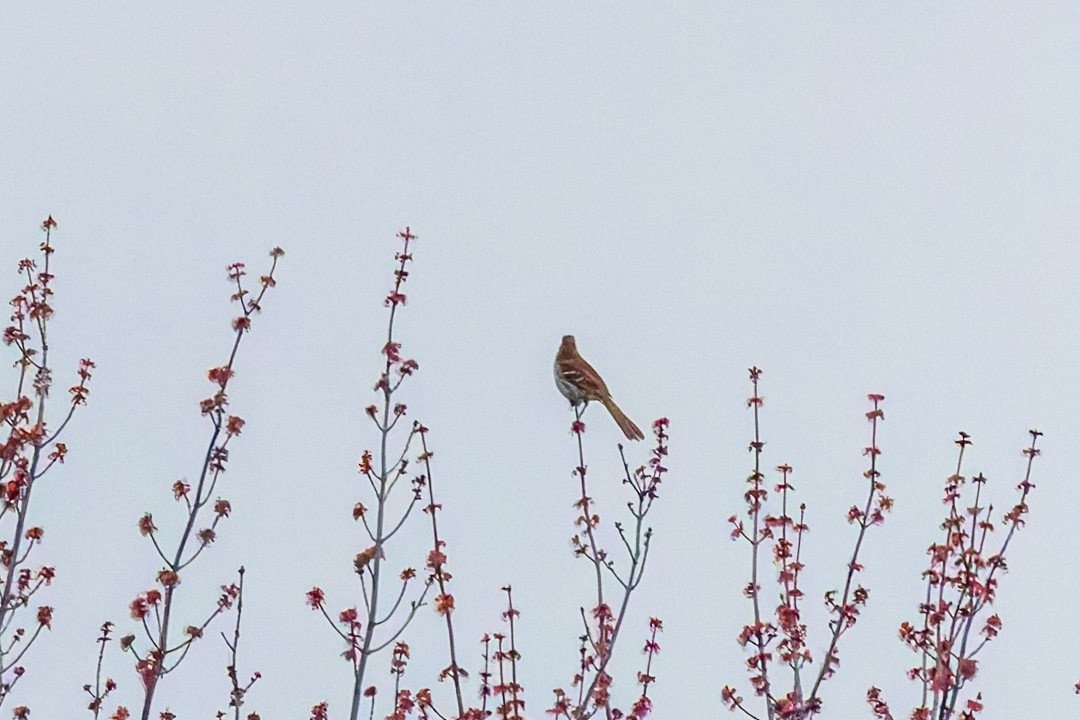 Brown Thrasher - Sheri Minardi