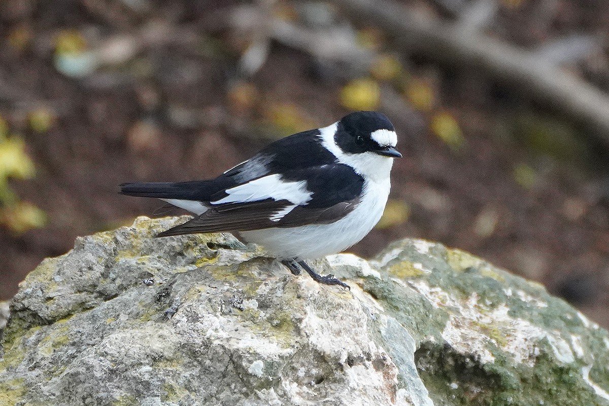 Collared Flycatcher - Josep Manchado