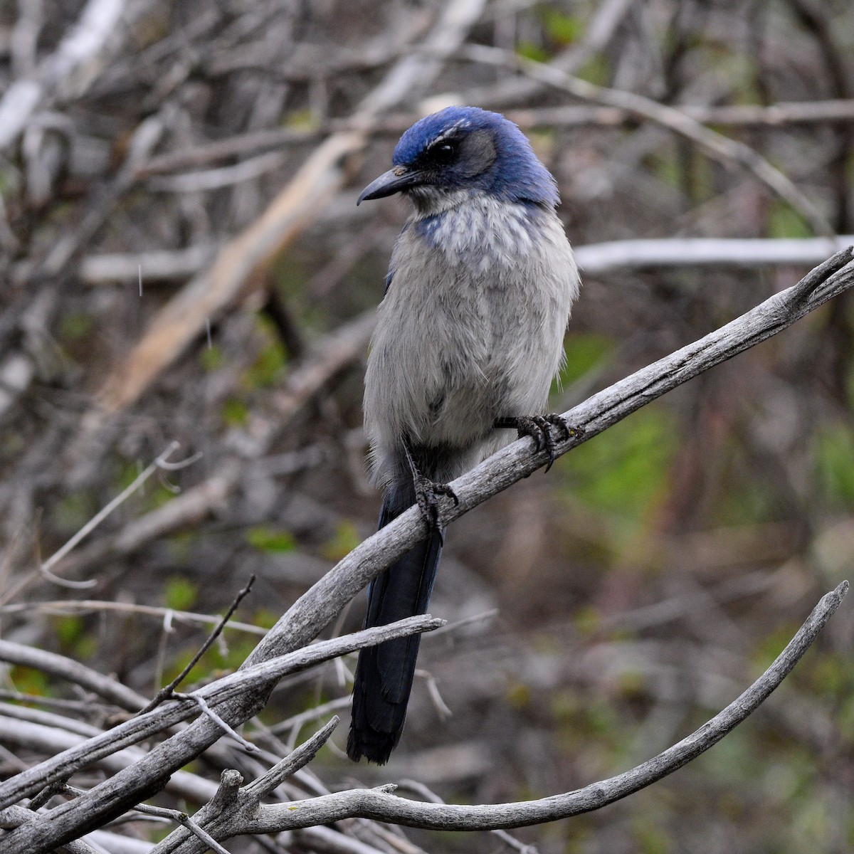 Woodhouse's Scrub-Jay - ML617839613