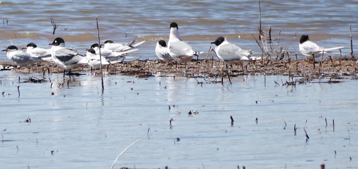 Forster's Tern - Brenda Wright