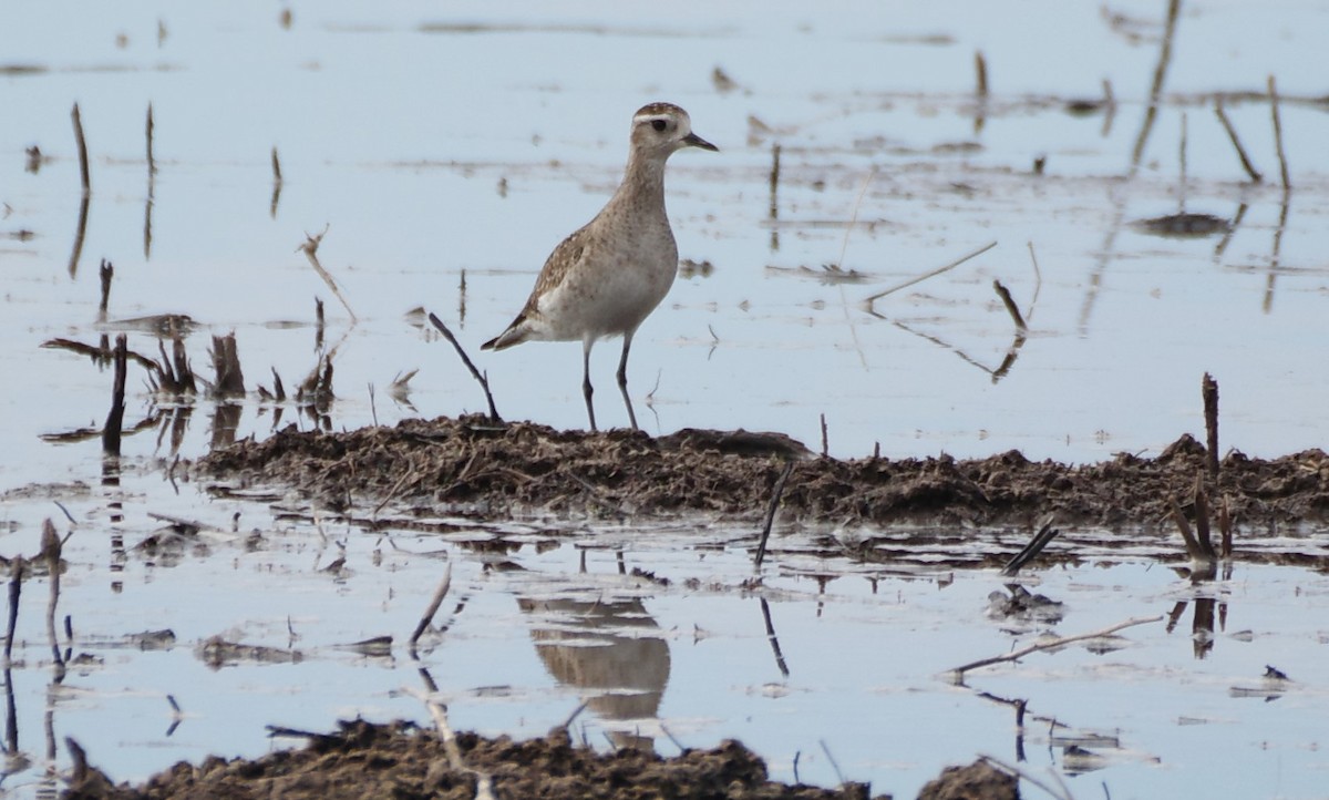 American Golden-Plover - Brenda Wright