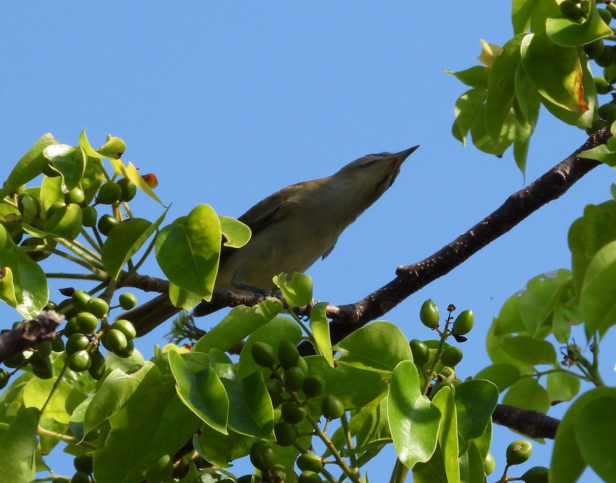 Black-whiskered Vireo - ML617839690