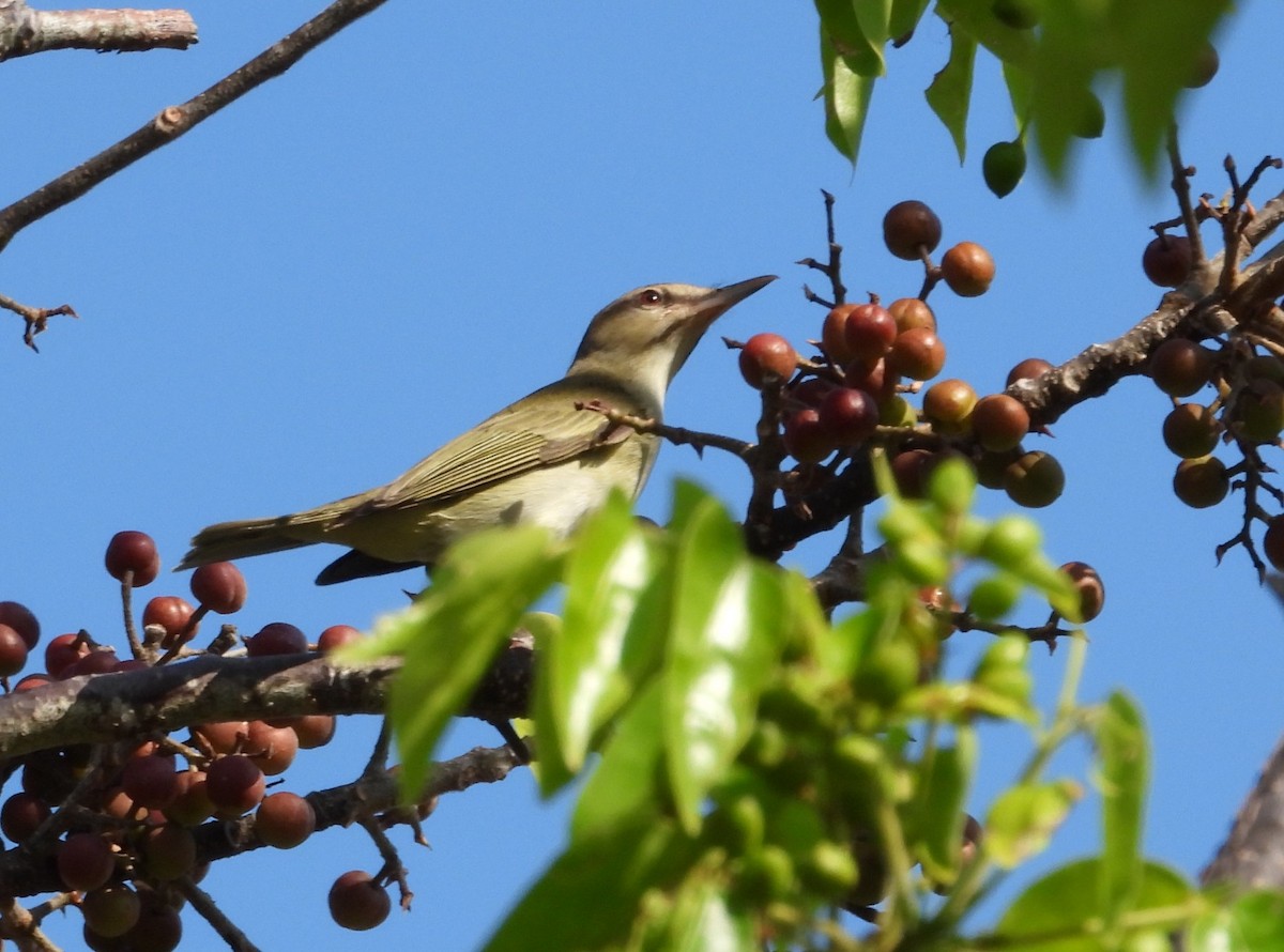 Black-whiskered Vireo - Peter Davey