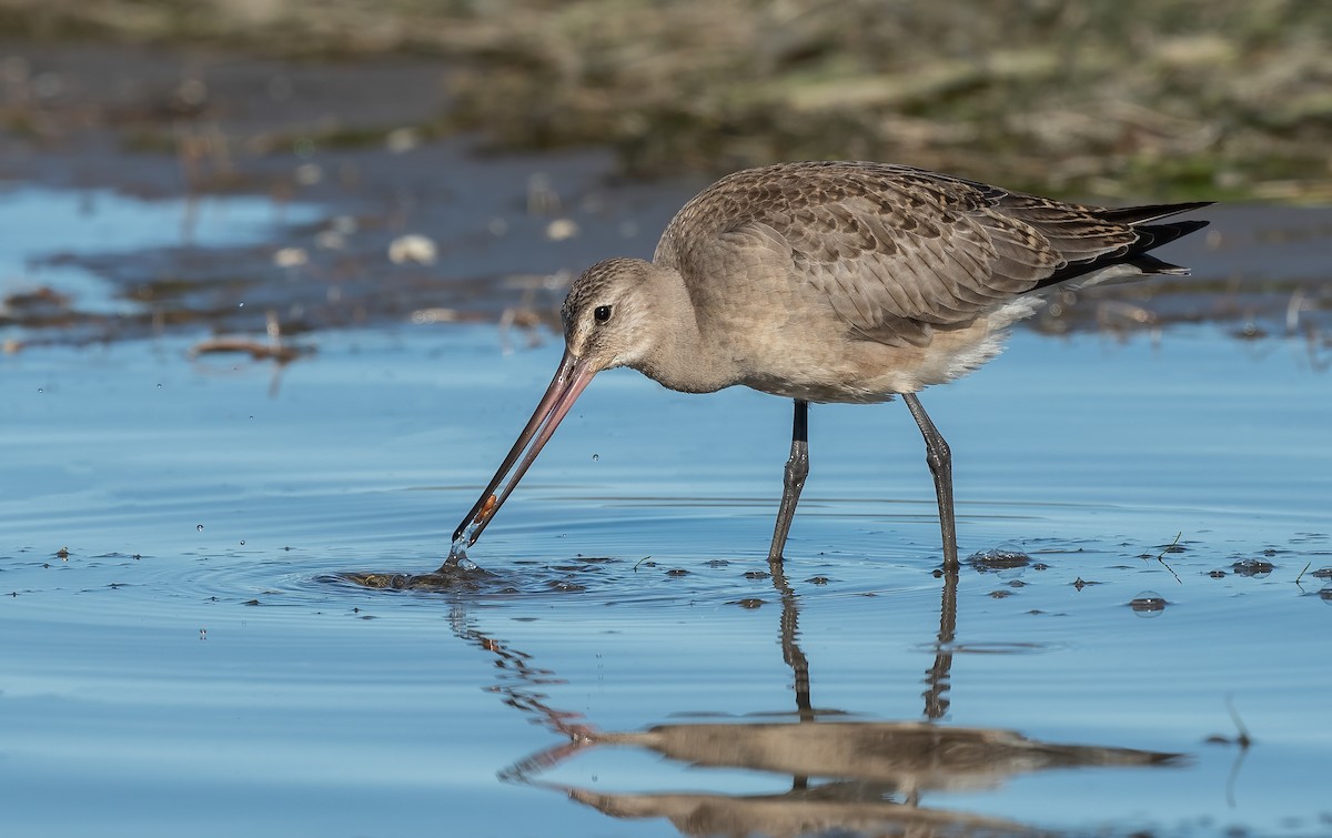 Hudsonian Godwit - Sandy Podulka