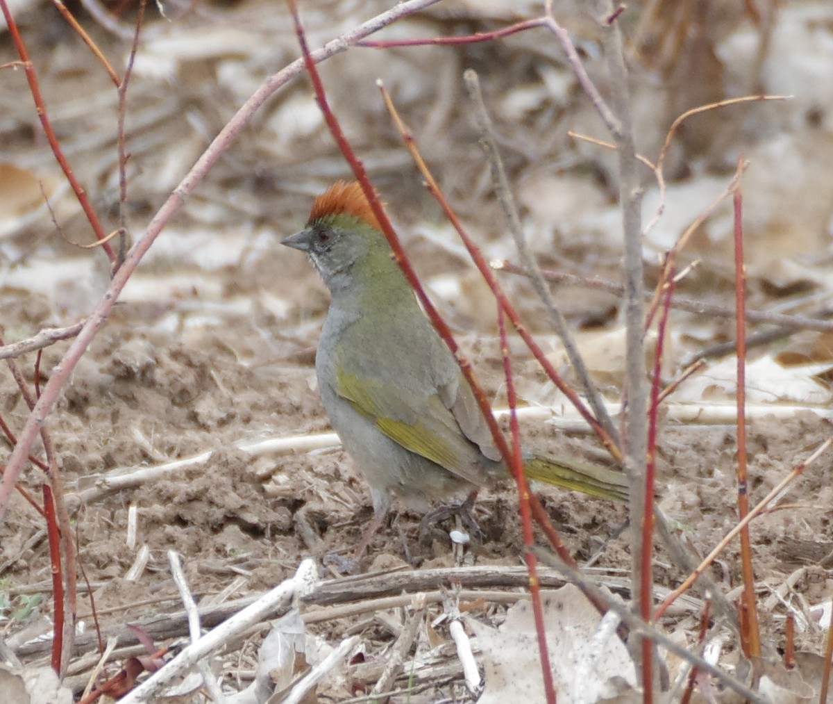 Green-tailed Towhee - Brenda Wright