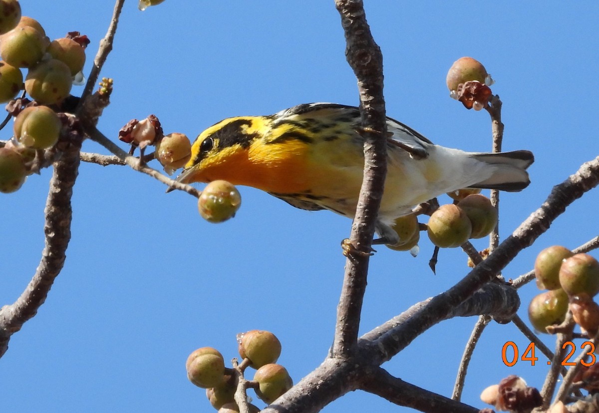 Blackburnian Warbler - Peter Davey