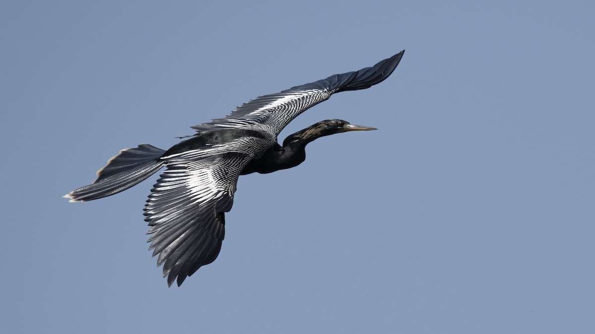 Anhinga Americana - ML617839750