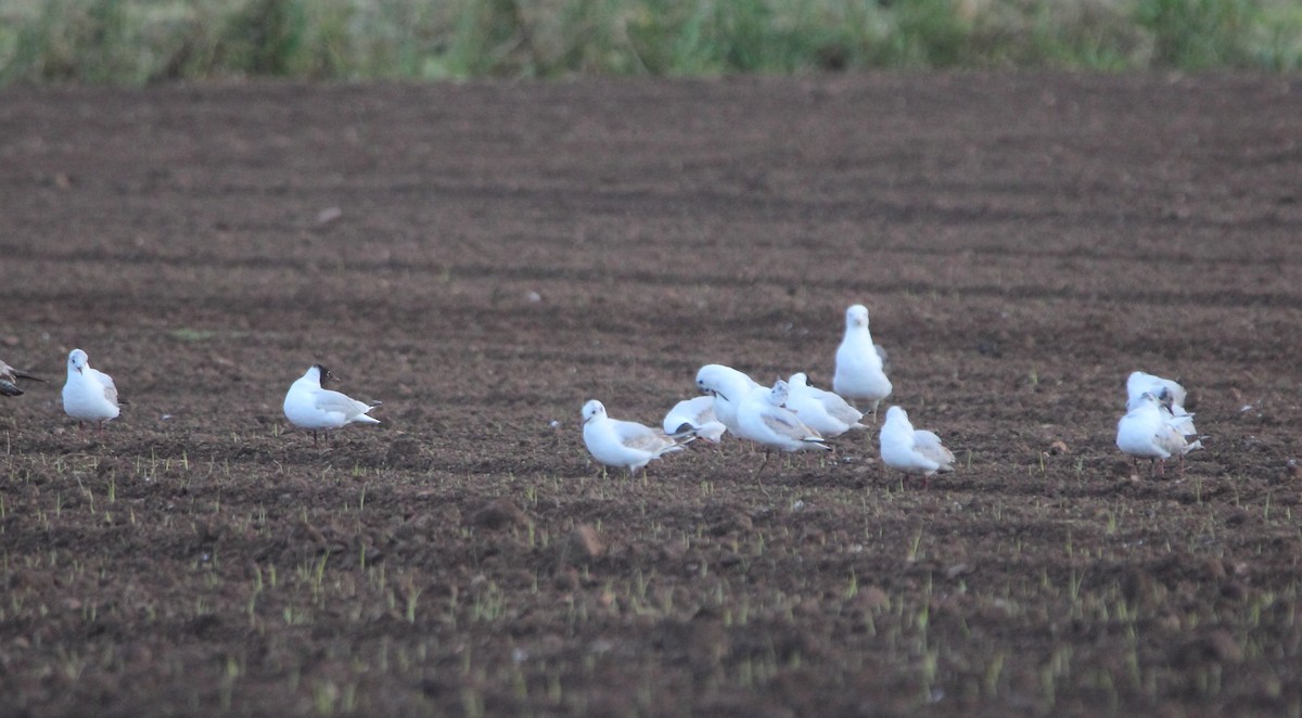 Mouette rieuse - ML617839760