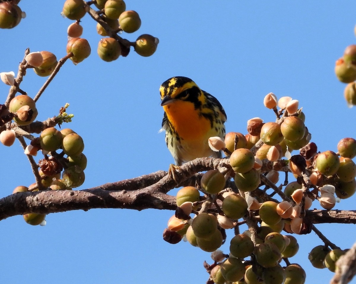 Blackburnian Warbler - ML617839763