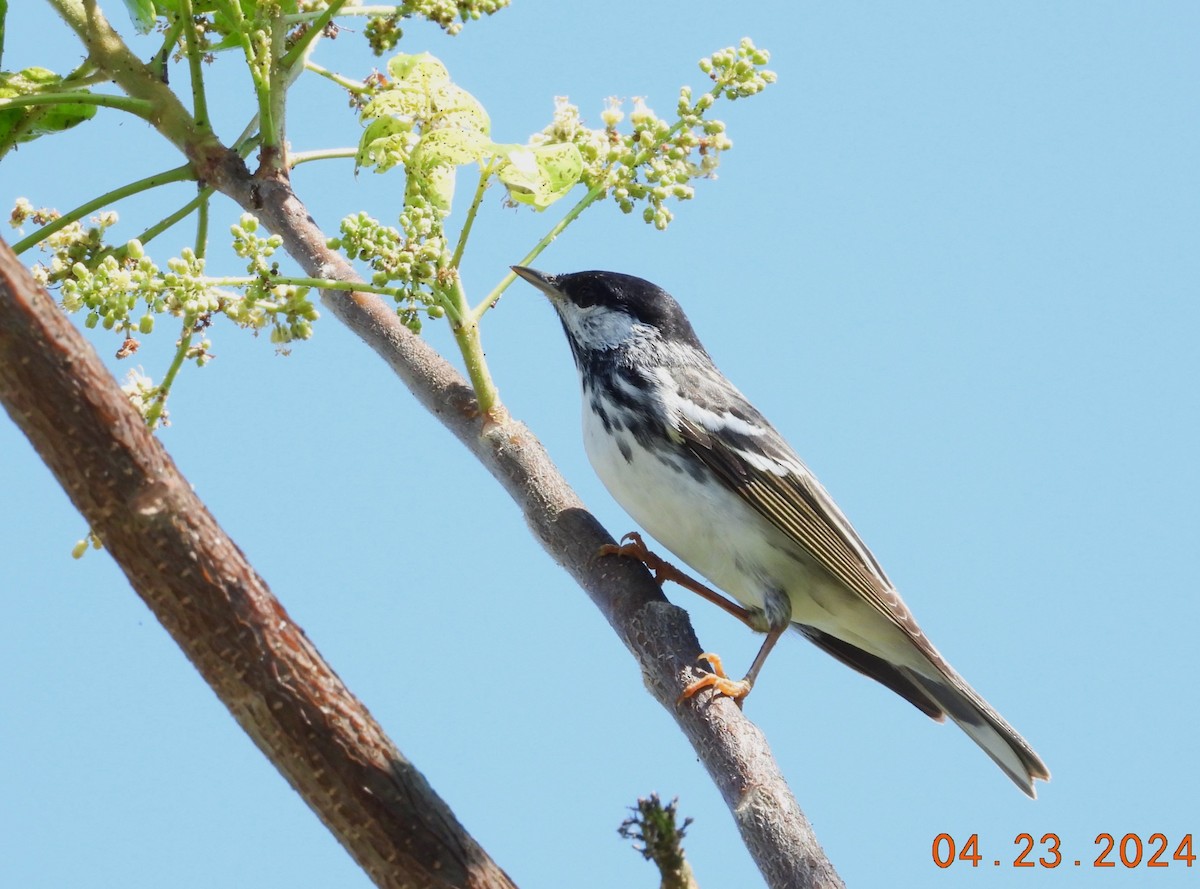 Blackpoll Warbler - Peter Davey