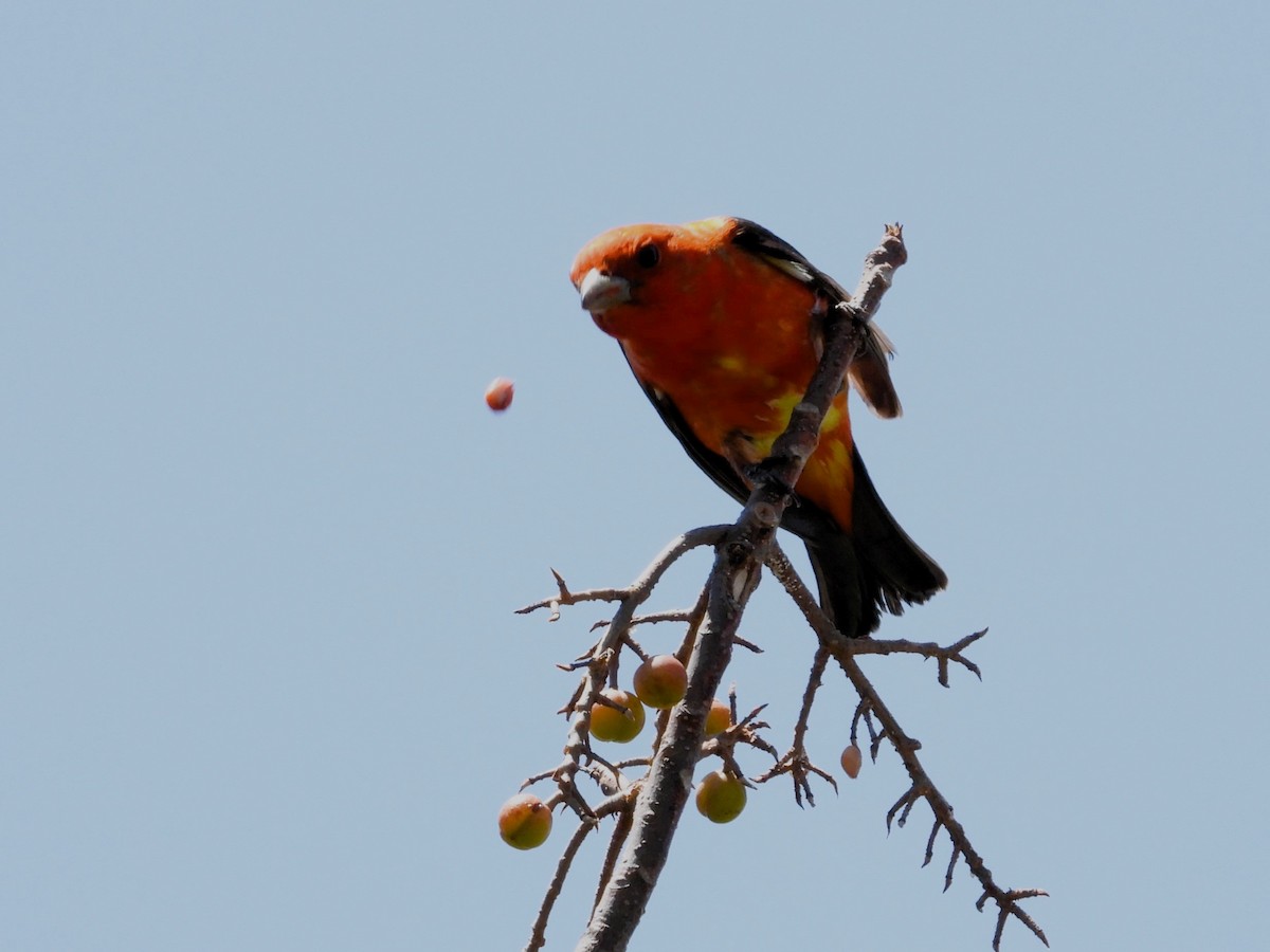 Scarlet Tanager - ML617839814