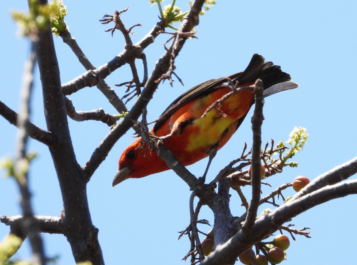 Scarlet Tanager - ML617839837