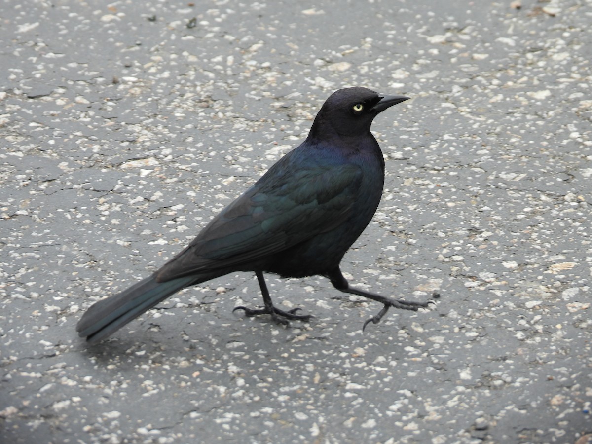 Brewer's Blackbird - ML617839872