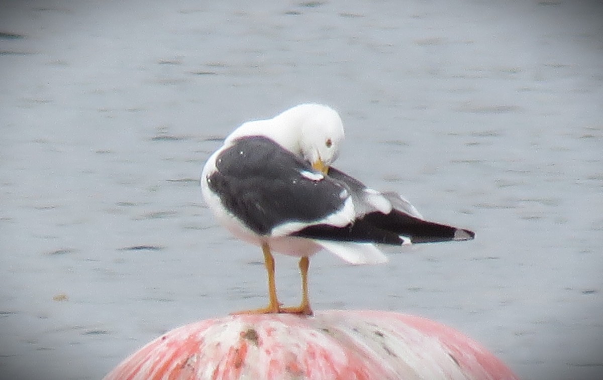 Yellow-footed Gull - Michael Long