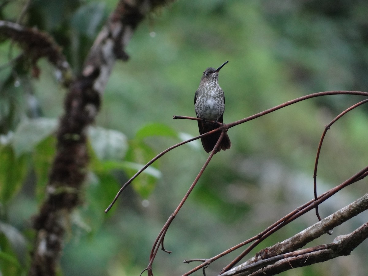 Many-spotted Hummingbird - Francisco Sornoza