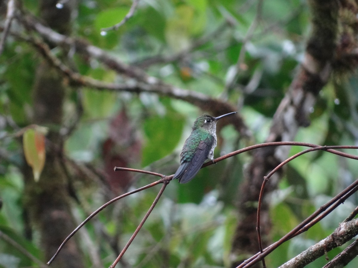 Many-spotted Hummingbird - Francisco Sornoza