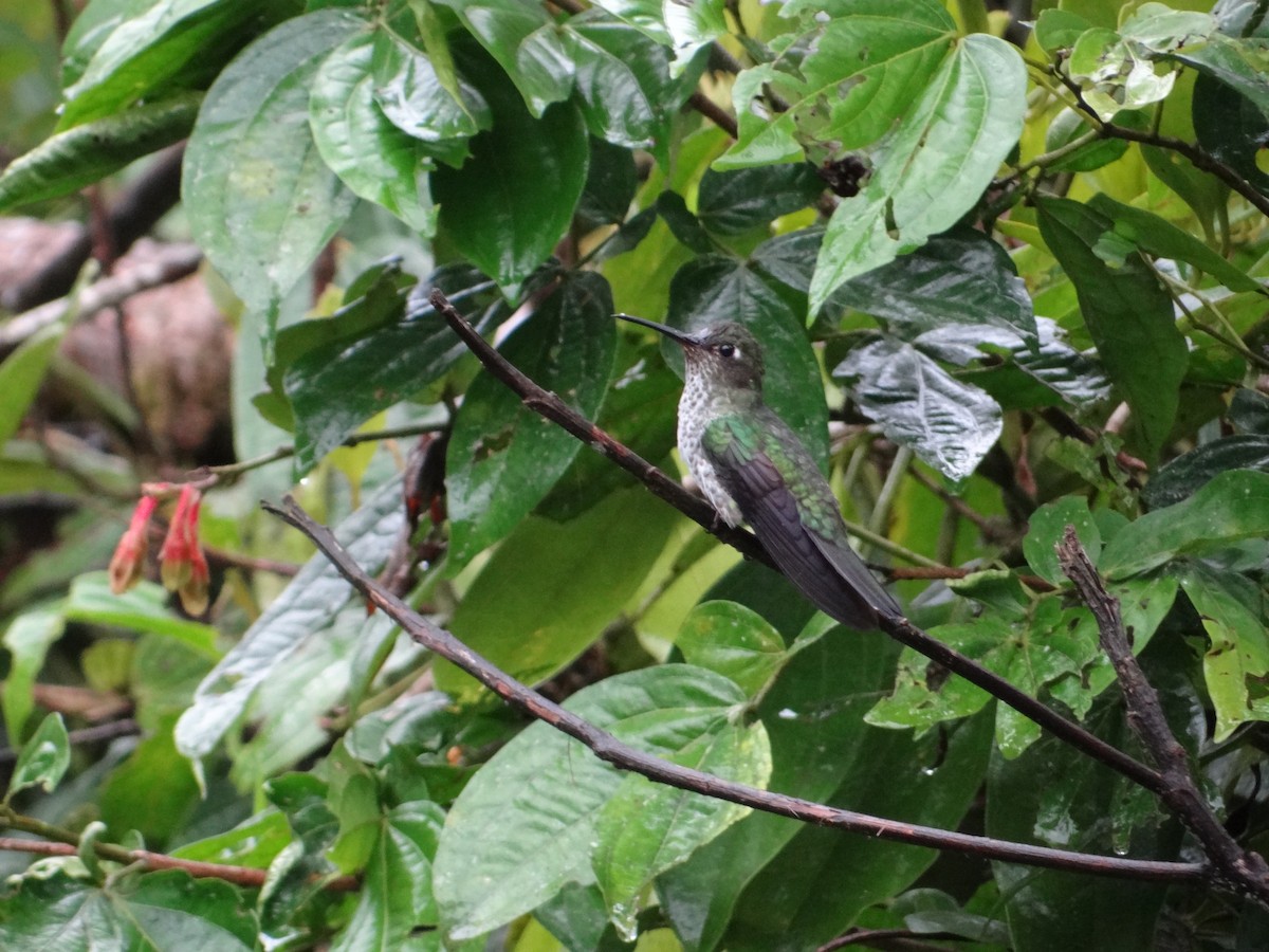 Many-spotted Hummingbird - Francisco Sornoza