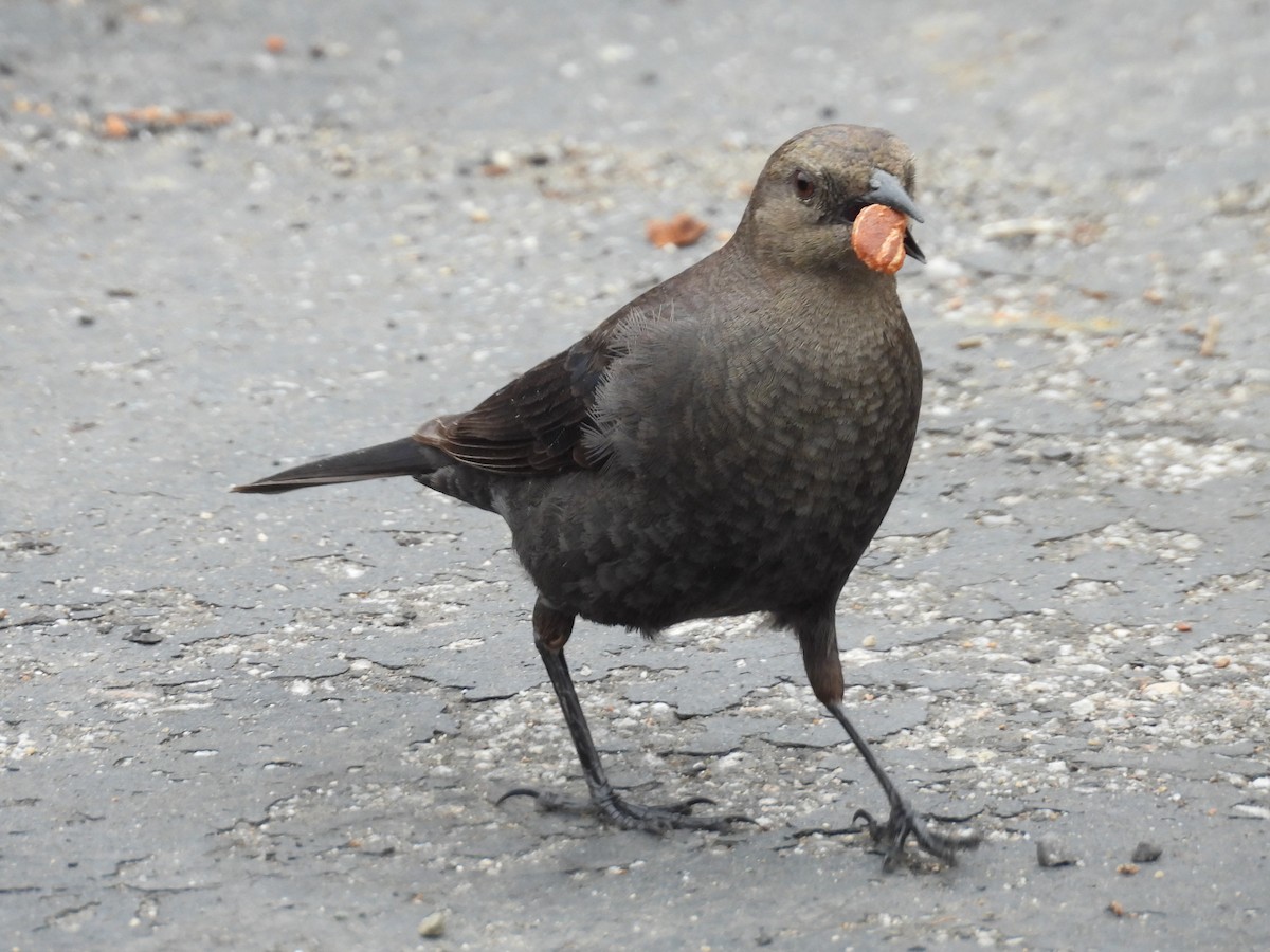 Brewer's Blackbird - ML617839916