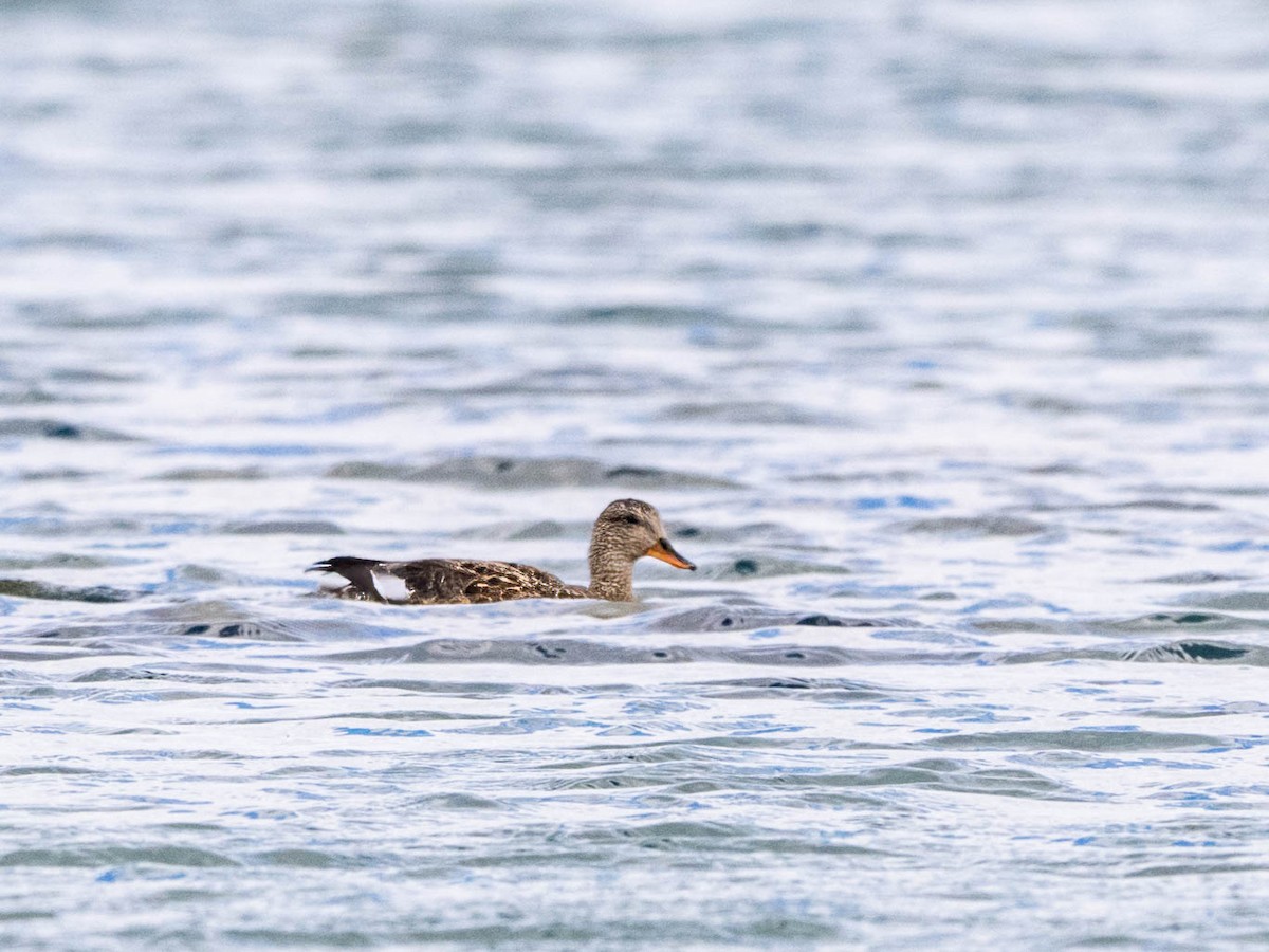 Gadwall - ML617839934